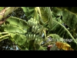 Bananas Tree 2 2297